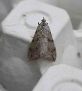 Treble-bar (Aplocera plagiata)