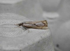 Toflekket nebbmott (Catoptria pinella)