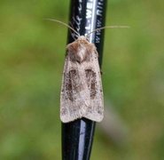 Kobberfly (Chersotis cuprea)