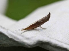 Honeysuckle Moth (Ypsolopha dentella)