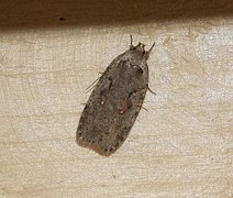 Agonopterix ocellana