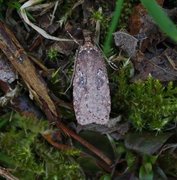 Agonopterix ciliella/heracliana