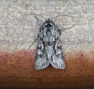 Early Grey (Xylocampa areola)