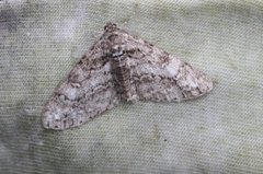 Ringed Carpet (Cleora cinctaria)