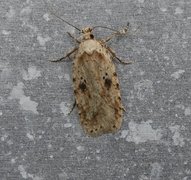 Agonopterix arenella