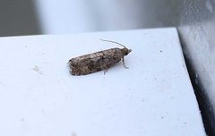 Spruce Bud Moth (Zeiraphera ratzeburgiana)