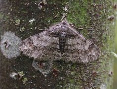 Ringed Carpet (Cleora cinctaria)