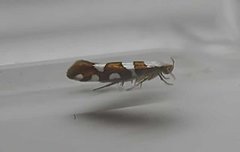 Gold-ribbon Argent (Argyresthia brockeella)