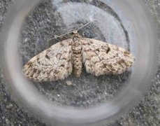 Grandvergmåler (Eupithecia tantillaria)