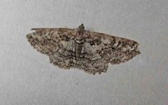 Ringed Carpet (Cleora cinctaria)