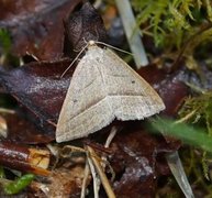 Brown Silver-line (Petrophora chlorosata)