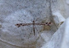 Beautiful Plume (Amblyptilia acanthadactyla)