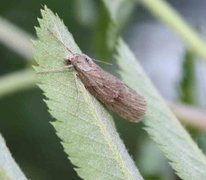 Horse Chestnut (Pachycnemia hippocastanaria)