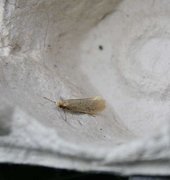 Large Long-horn (Nematopogon swammerdamella)