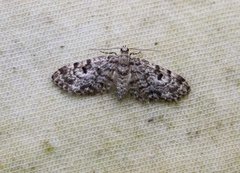 Grandvergmåler (Eupithecia tantillaria)