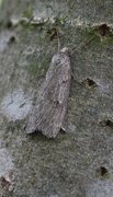 Horse Chestnut (Pachycnemia hippocastanaria)