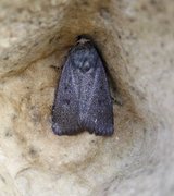 Mouse Moth (Amphipyra tragopoginis)