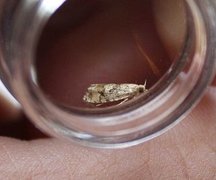 Spruce Bud Moth (Zeiraphera ratzeburgiana)