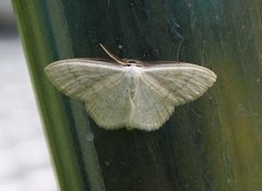 Cream Wave (Scopula floslactata)
