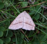 Brown Silver-line (Petrophora chlorosata)