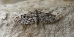 Grandvergmåler (Eupithecia tantillaria)