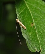 Large Long-horn (Nematopogon swammerdamella)