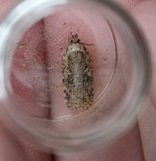 Common Flat-body (Agonopterix heracliana)