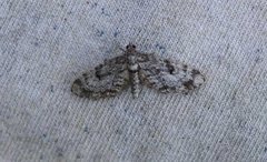 Grandvergmåler (Eupithecia tantillaria)