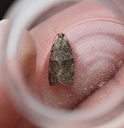 Dark-barred Tortrix (Syndemis musculana)