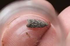 Black-speckled Groundling (Carpatolechia proximella)