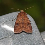 Fen Square-spot (Diarsia florida)
