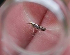 Apple Fruit Moth (Argyresthia conjugella)