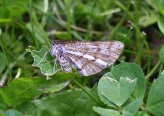 Bordered White (Bupalus piniaria)