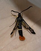 Welsch Clearwing (Synanthedon scoliaeformis)