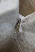Grass-veneer (Crambus pascuella)