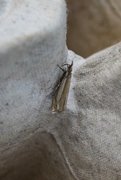 Beitenebbmott (Crambus pascuella)