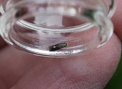 Fomoria septembrella