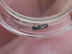 Fomoria septembrella