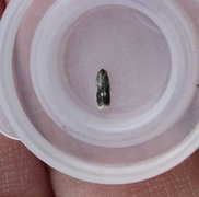 Fomoria septembrella