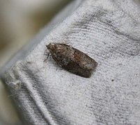 Dark-barred Tortrix (Syndemis musculana)