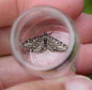 Lyngdvergmåler (Eupithecia nanata)