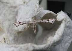 Triangle Plume (Platyptilia gonodactyla)