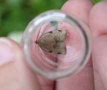 Large Ivy Tortrix (Lozotaenia forsterana)