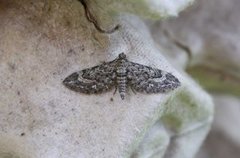 Lyngdvergmåler (Eupithecia nanata)