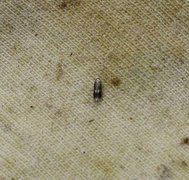 Fomoria septembrella