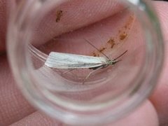 Yellow Satin Veneer (Crambus perlella)
