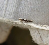 Apple Fruit Moth (Argyresthia conjugella)