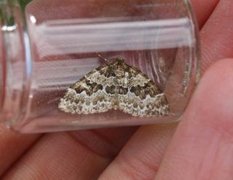 Broken-barred Carpet (Electrophaes corylata)