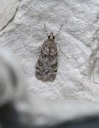 Large Grey (Scoparia subfusca)
