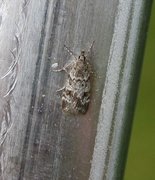 Common Grey (Scoparia ambigualis)